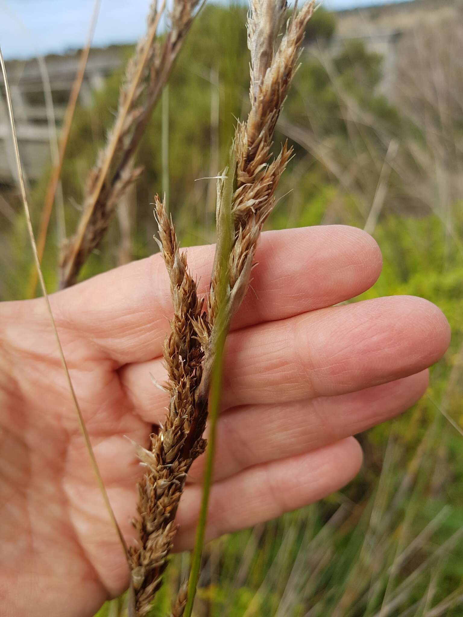 Sivun Gahnia filum (Labill.) F. Muell. kuva