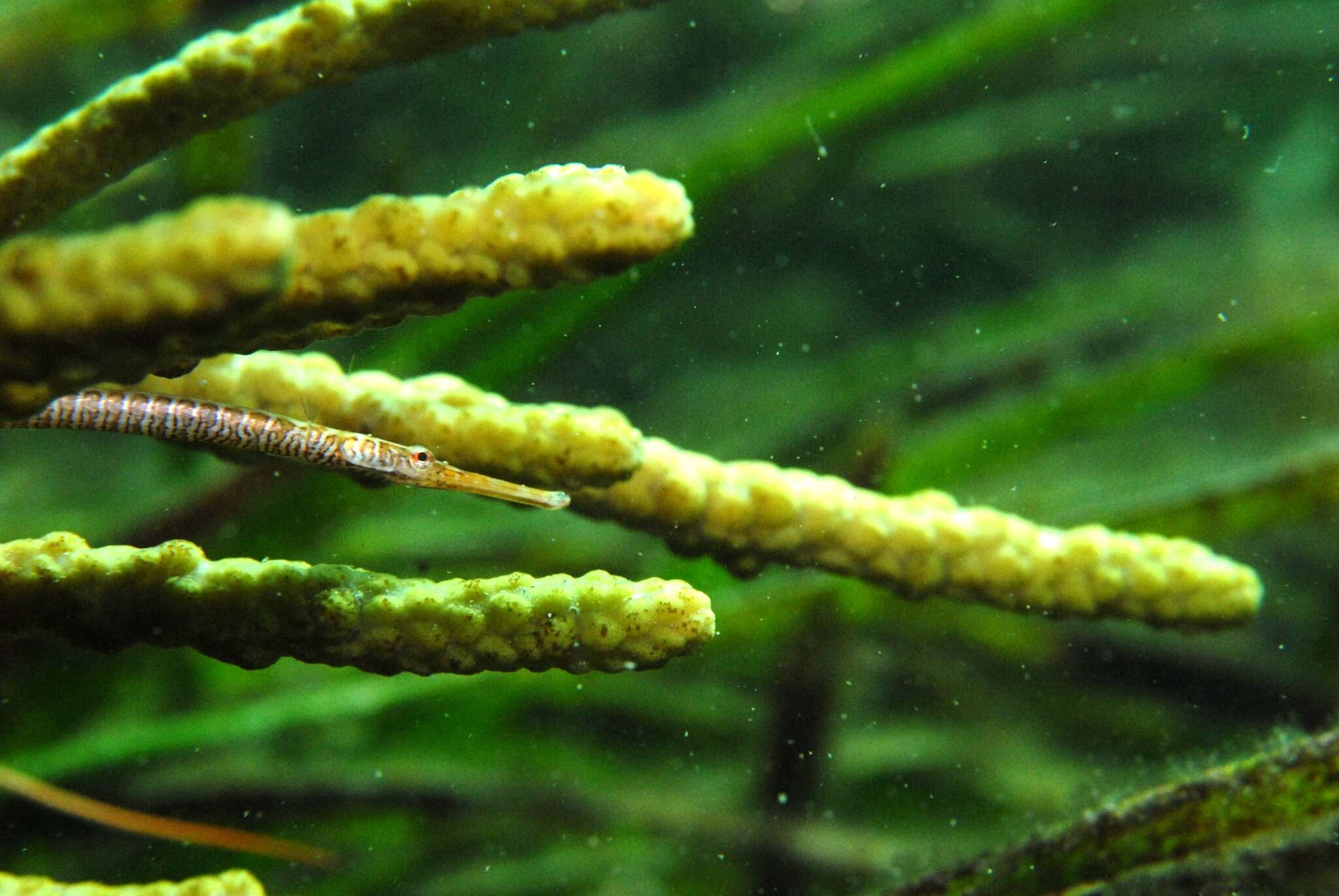 Image of Southern Gulf pipefish