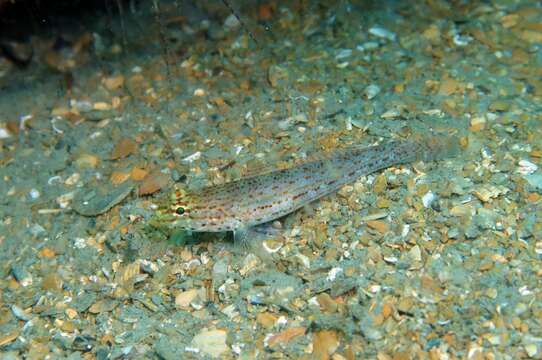 Image of Golden Goby