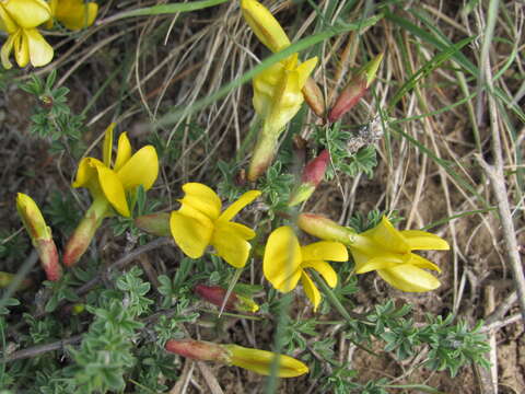 Image of Caragana scythica (Kom.) Pojark.