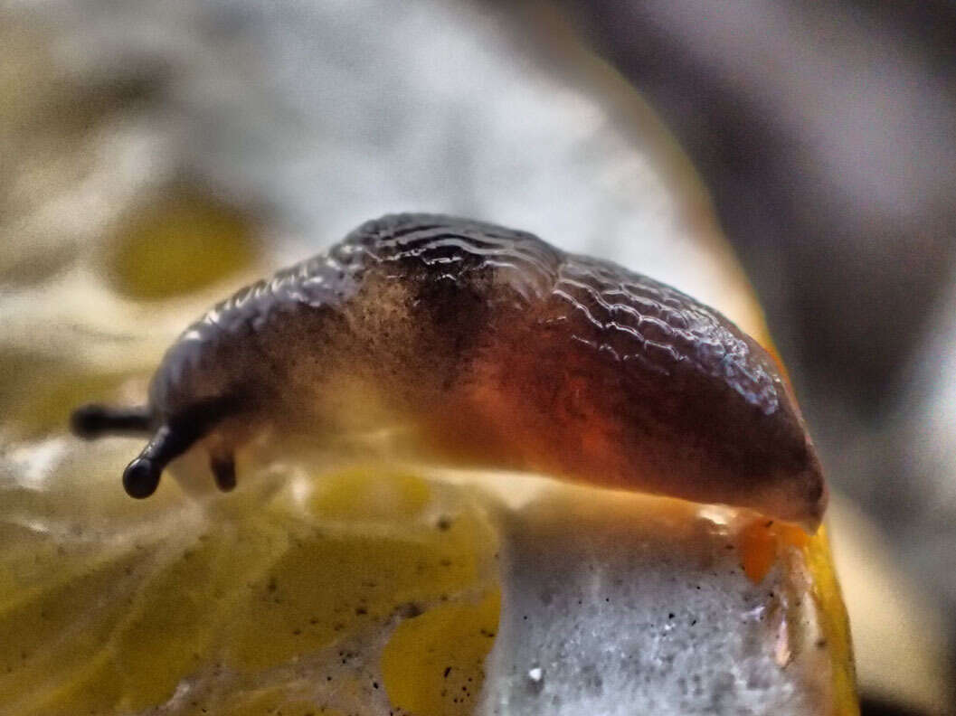Image of Brown Slug