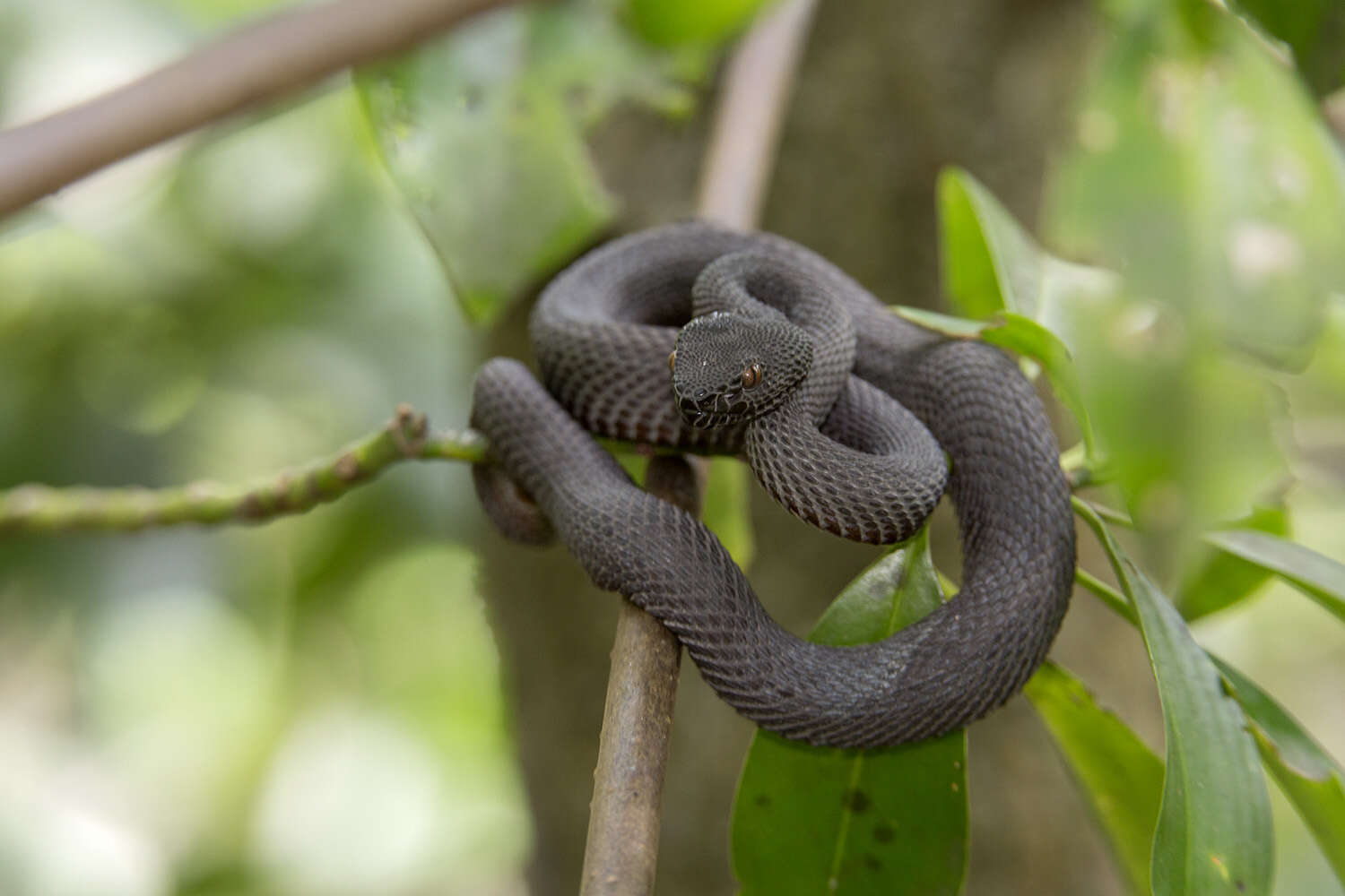 Trimeresurus purpureomaculatus (Gray 1832) resmi