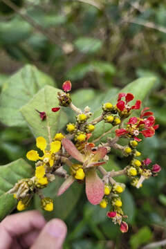 Image of Tetrapterys phlomoides (Sprengel) Nied.