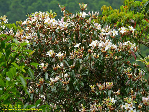 Image of Rhododendron latoucheae Franch.