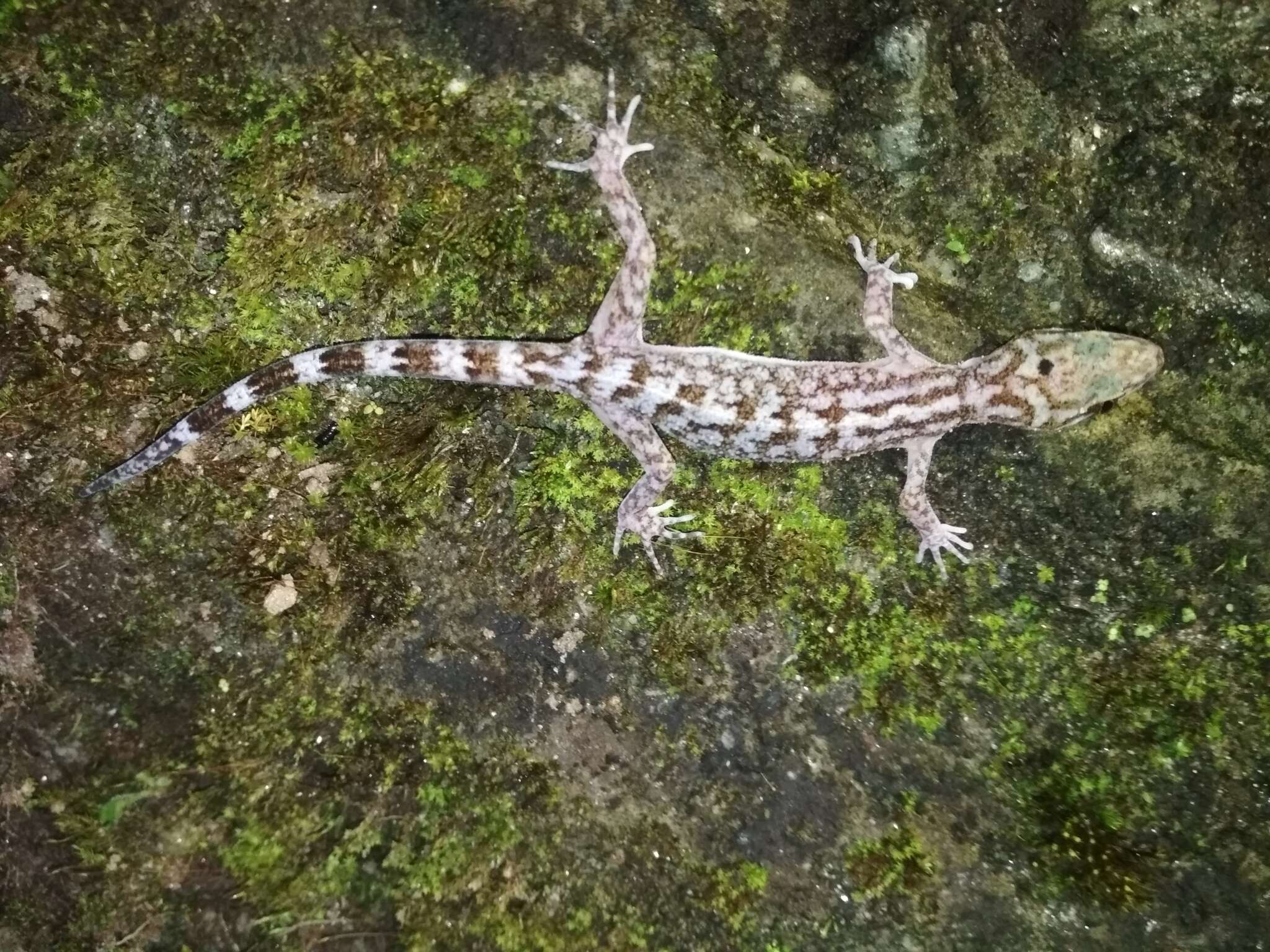 Image of Khasi Hills bent-toed Gecko