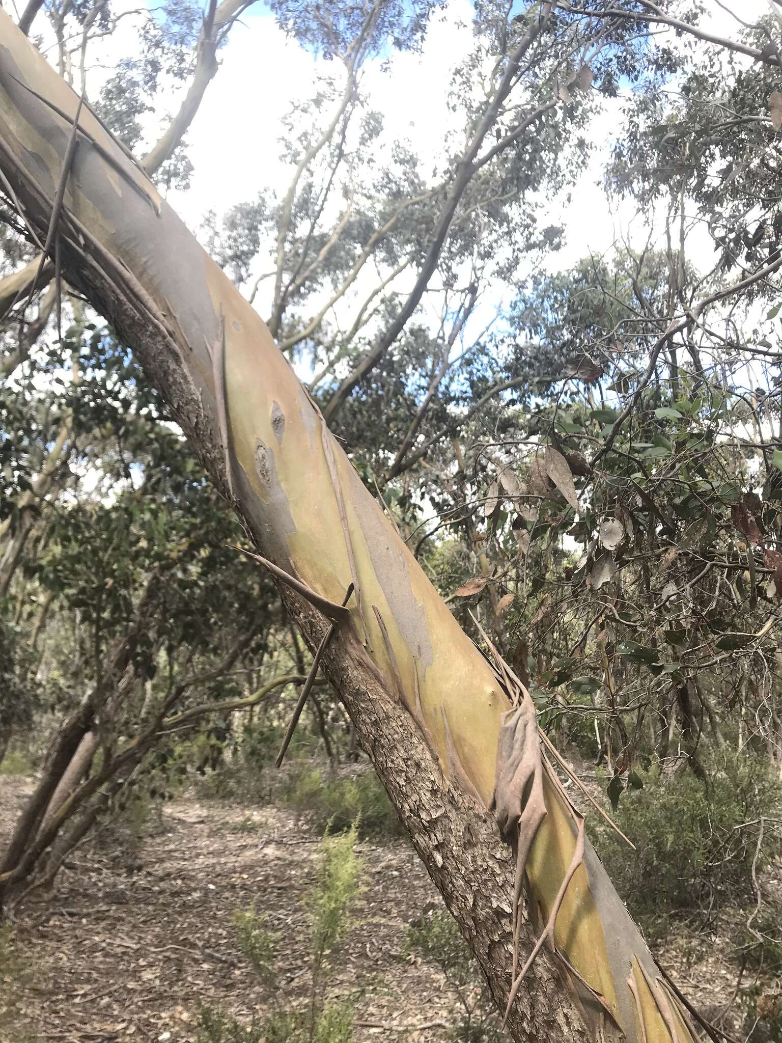 Слика од Eucalyptus behriana F. Müll.