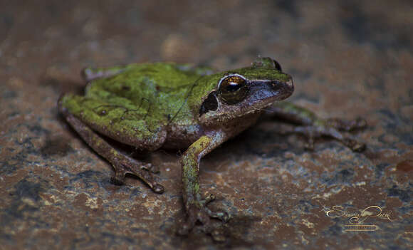 Image of Pseudophilautus amboli (Biju & Bossuyt 2009)