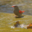 Image of Red-billed Pytilia
