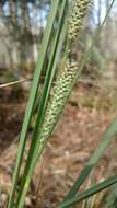 Image of Warty Sedge