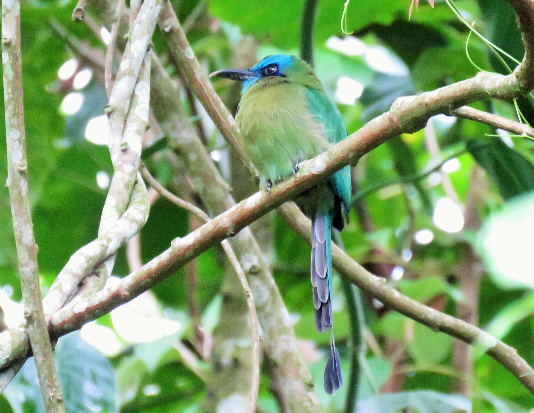 Image of Keel-billed Motmot