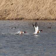 Image of shelduck, common shelduck