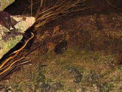 Image of Black Jungle-Frog