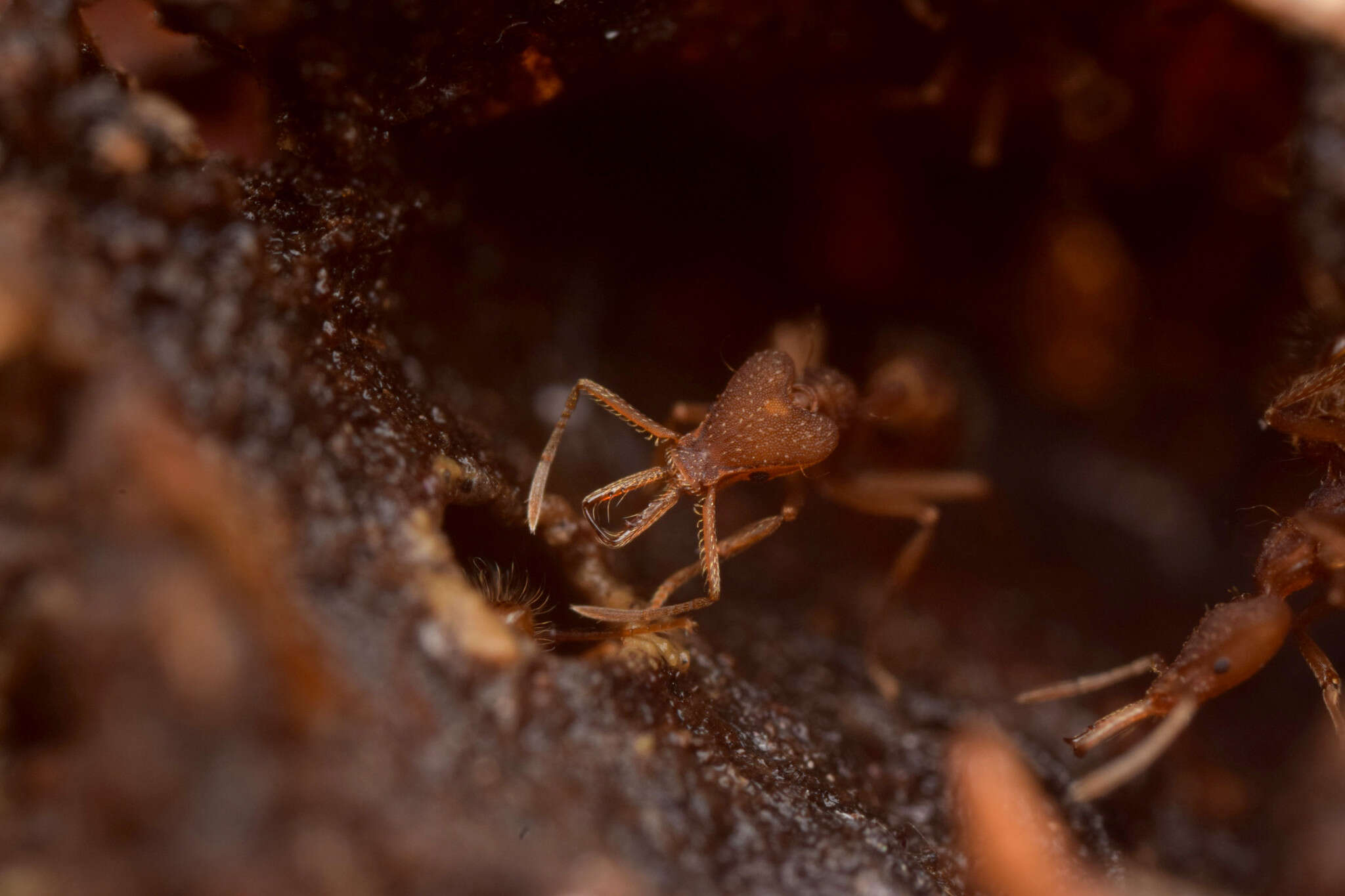 Image of Strumigenys trinidadensis Wheeler 1922