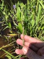 Plancia ëd Panicum hemitomon Schult.