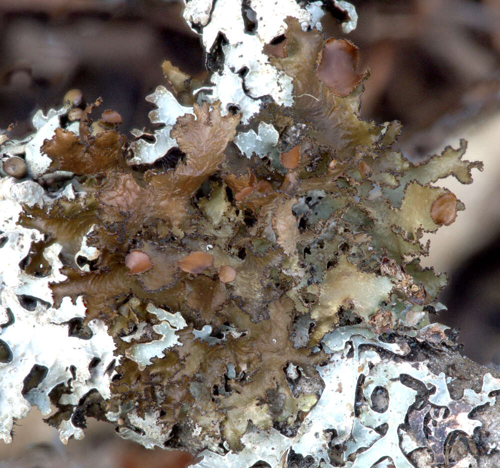 Image of <i>Tuckermanopsis platyphylla</i>