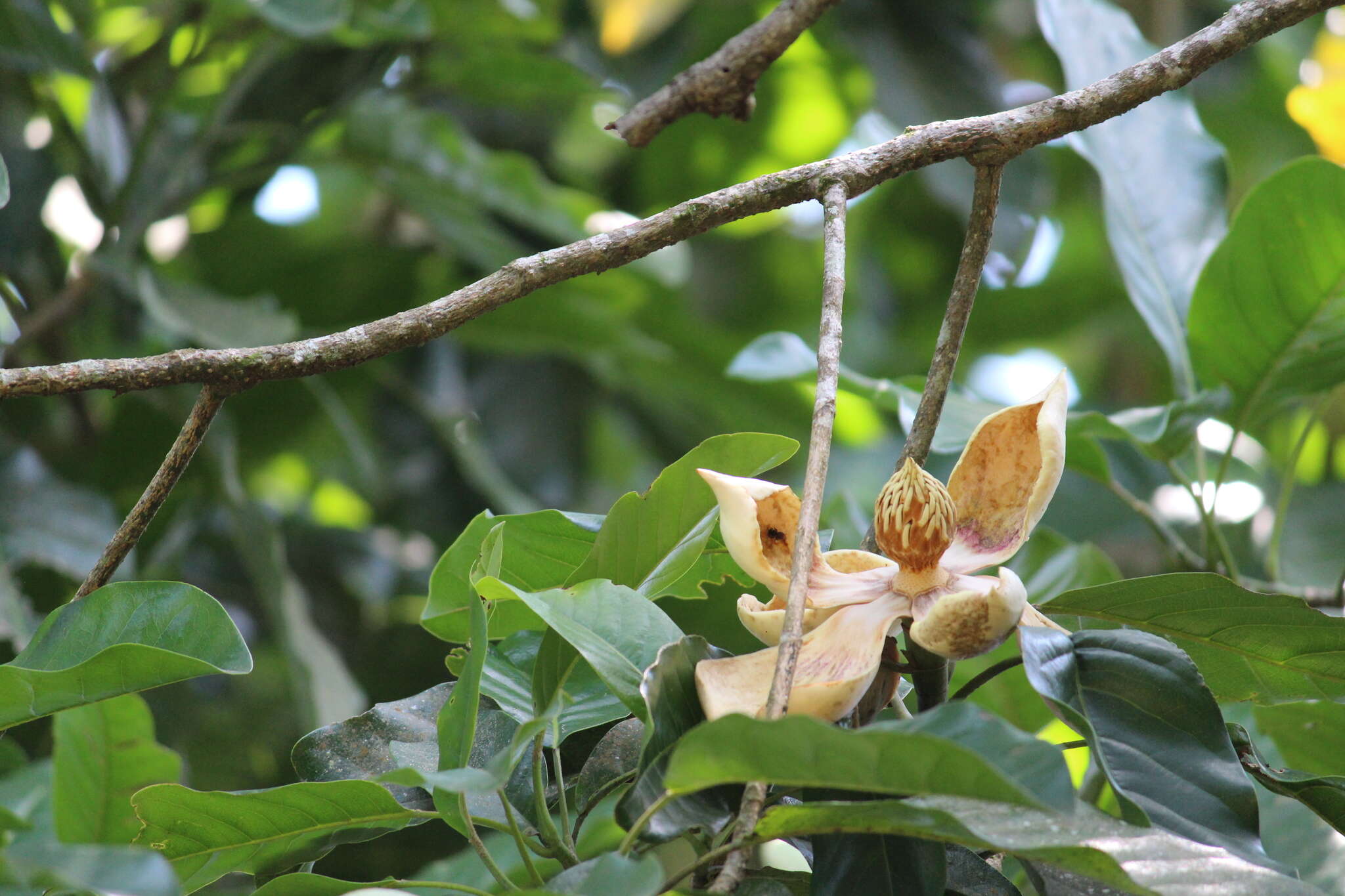 Image of Magnolia mexicana DC.