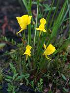 Image of horned bladderwort