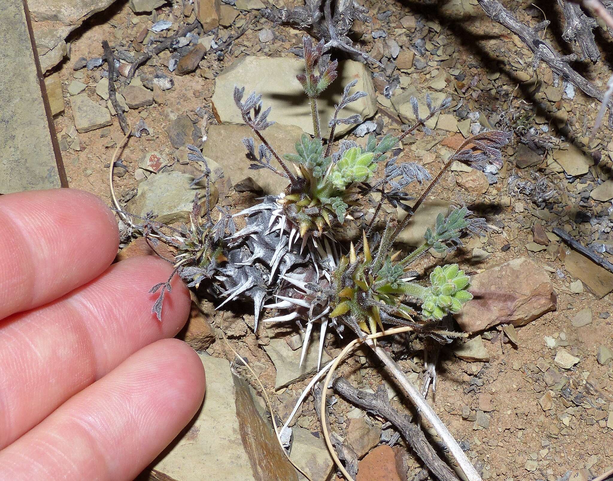 Image of Pelargonium hystrix Harv.