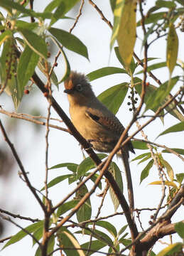 Image of Spectacled Barwing