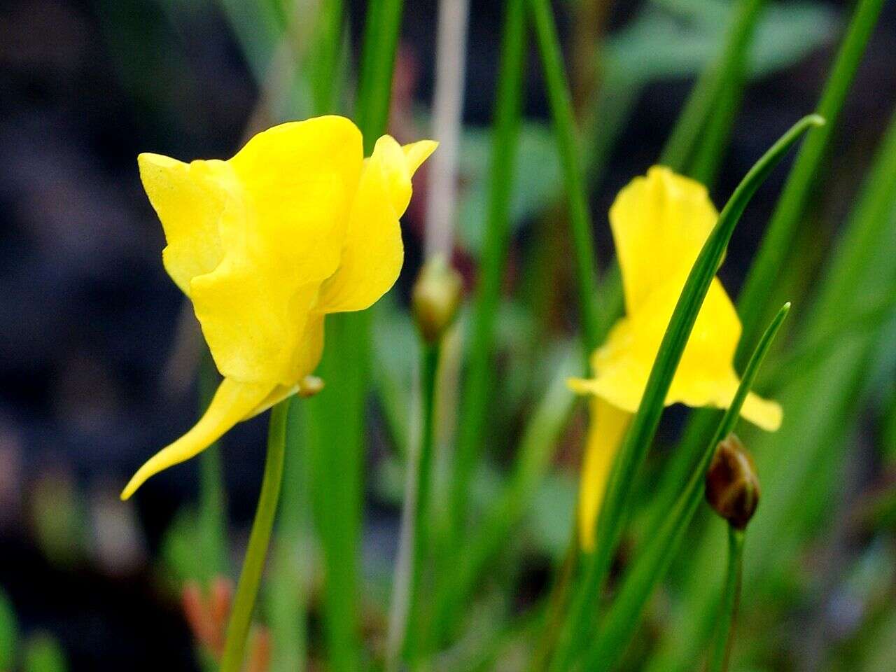 Image of horned bladderwort