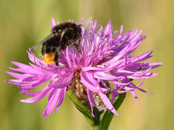 Image of Red tailed bumblebee