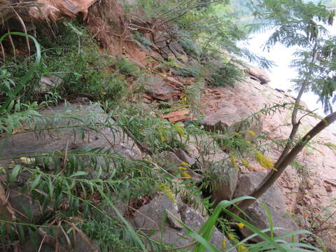 Image of rock goldenrod