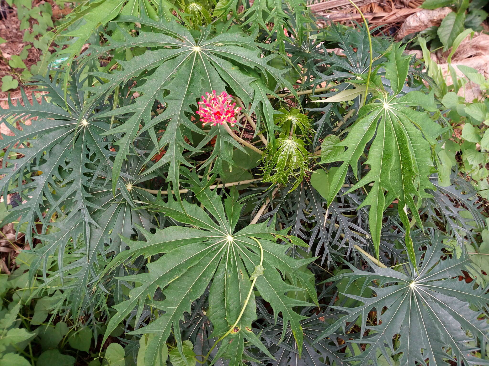 Plancia ëd Jatropha multifida L.