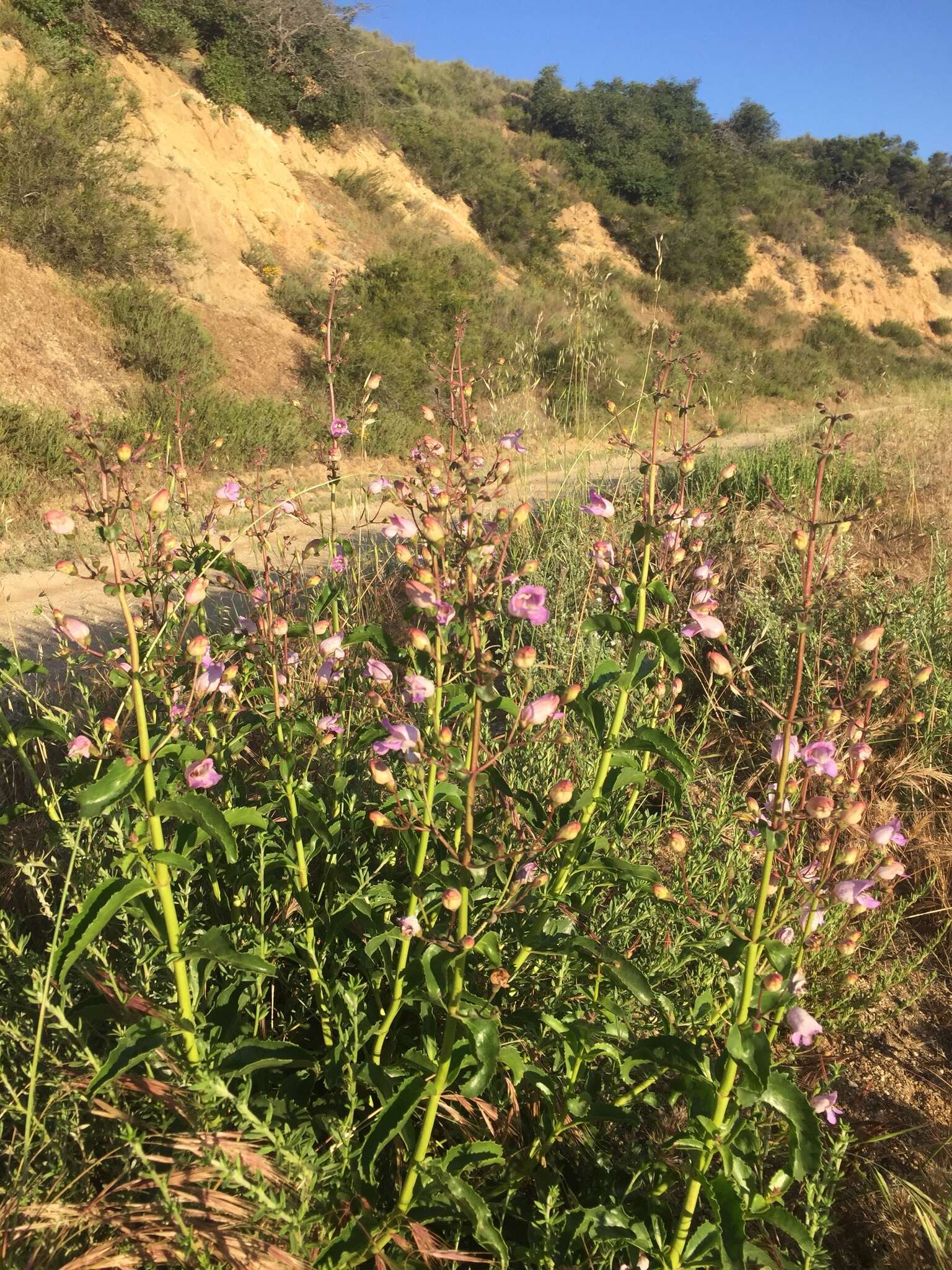 Image de Penstemon grinnellii Eastw.