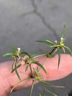Image of Oldenlandia capensis var. capensis