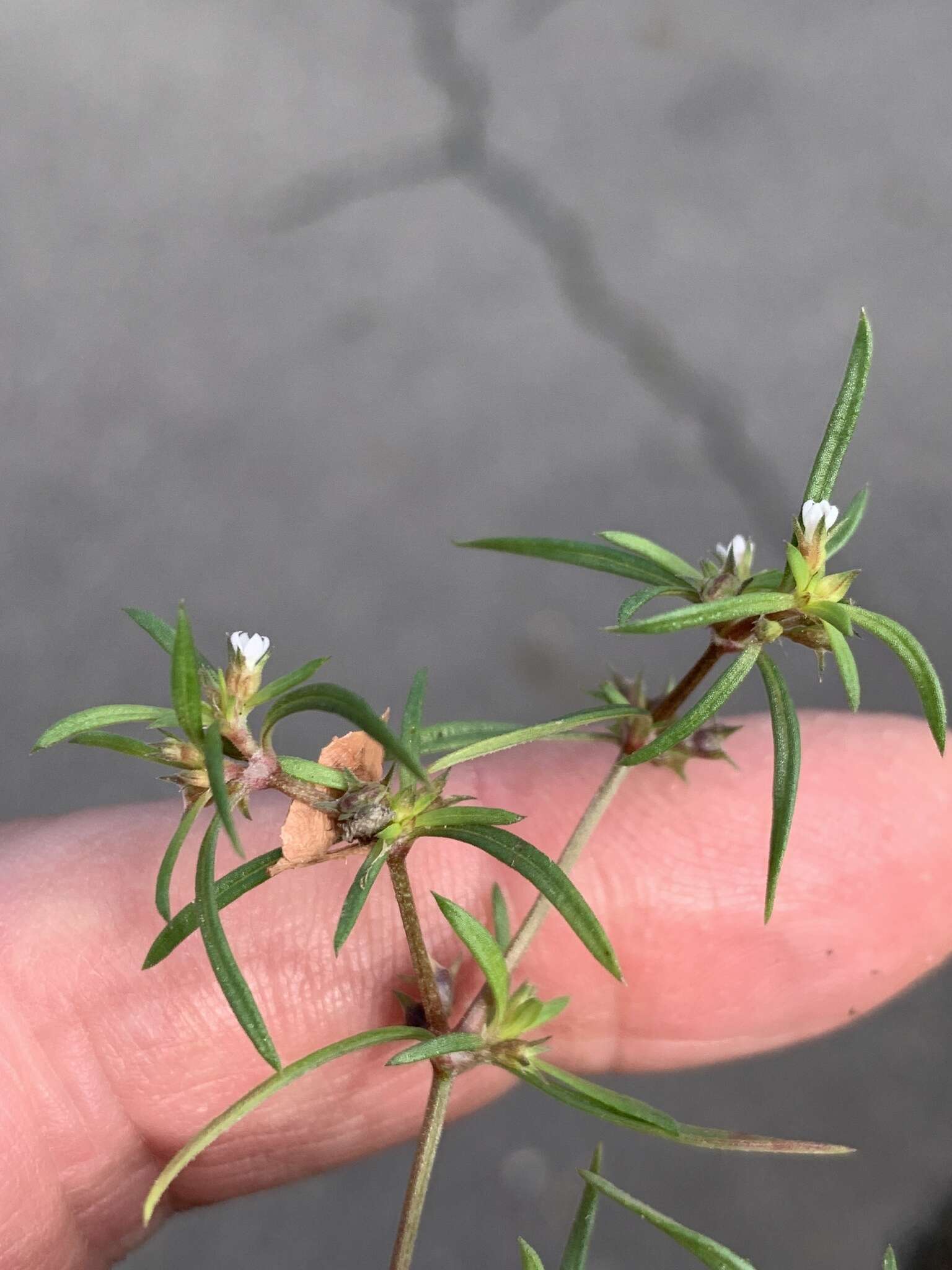 Oldenlandia capensis var. capensis resmi