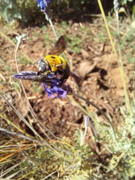 Plancia ëd Xylocopa olivacea (Fabricius 1778)