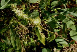 Image of Hairy Hedge-Nettle