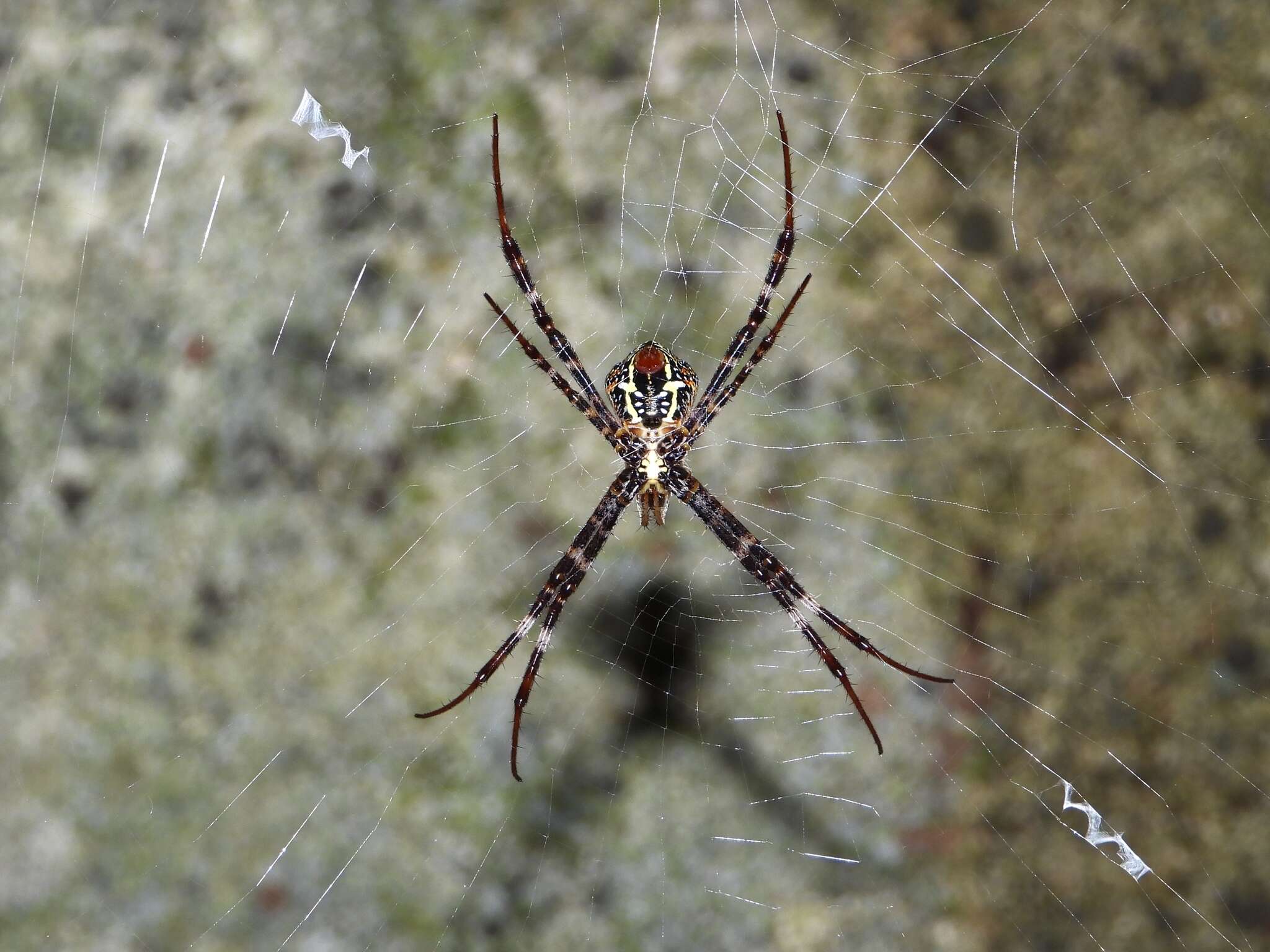 Image of Multi-coloured St Andrew's Cross Spider