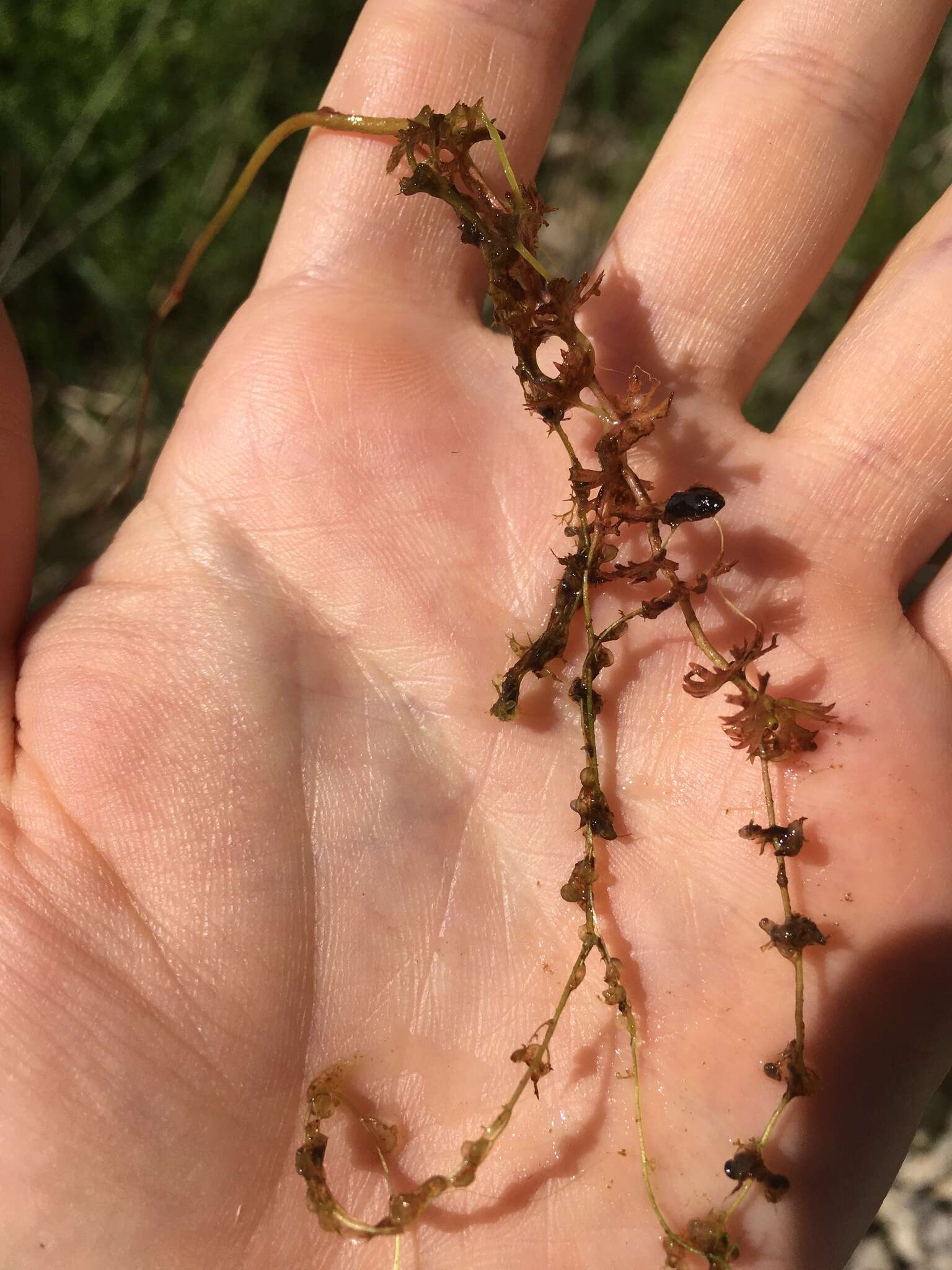 Imagem de Utricularia minor L.