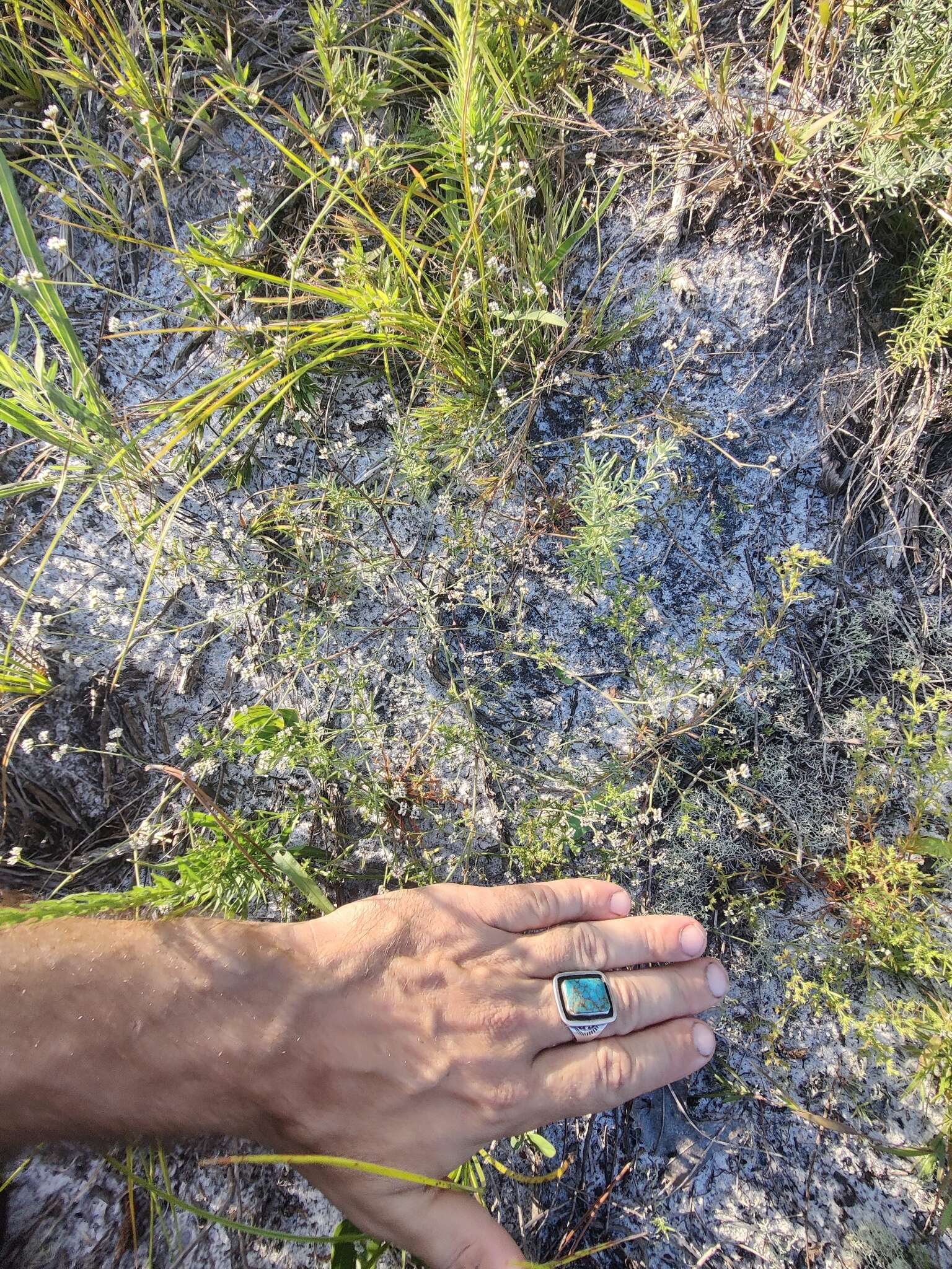 Image of pineland nailwort