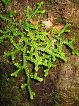 Imagem de Selaginella denticulata (L.) Spring