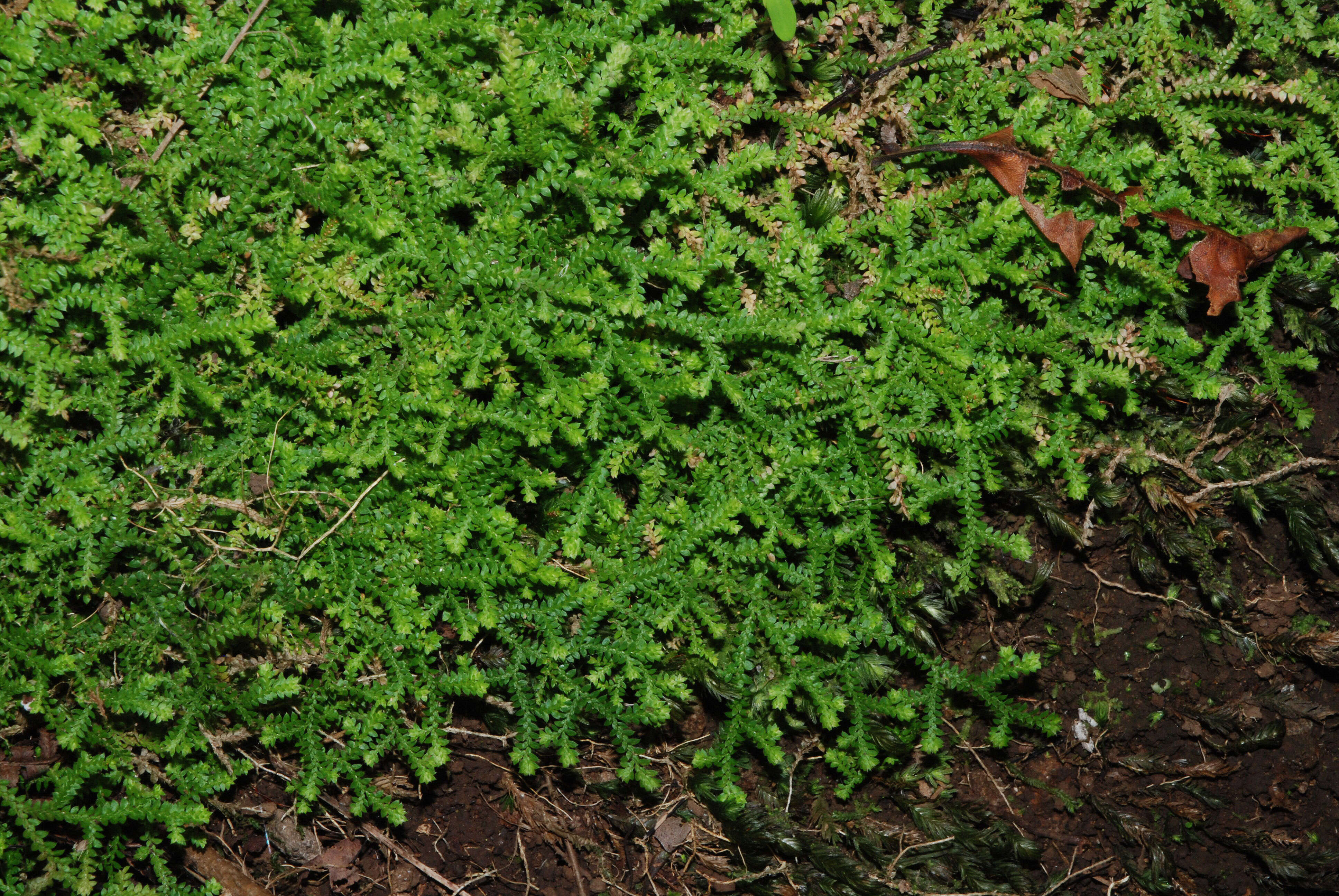 Imagem de Selaginella denticulata (L.) Spring