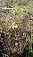 صورة Itasina filifolia (Thunb.) Raf.