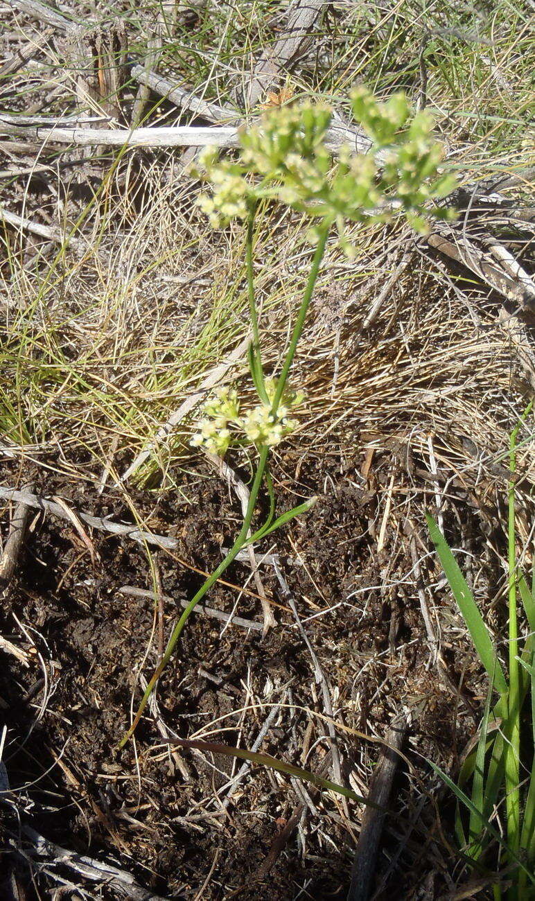 Itasina filifolia (Thunb.) Raf. resmi