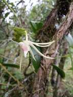 Image de Thrixspermum platystachys (F. M. Bailey) Schltr.