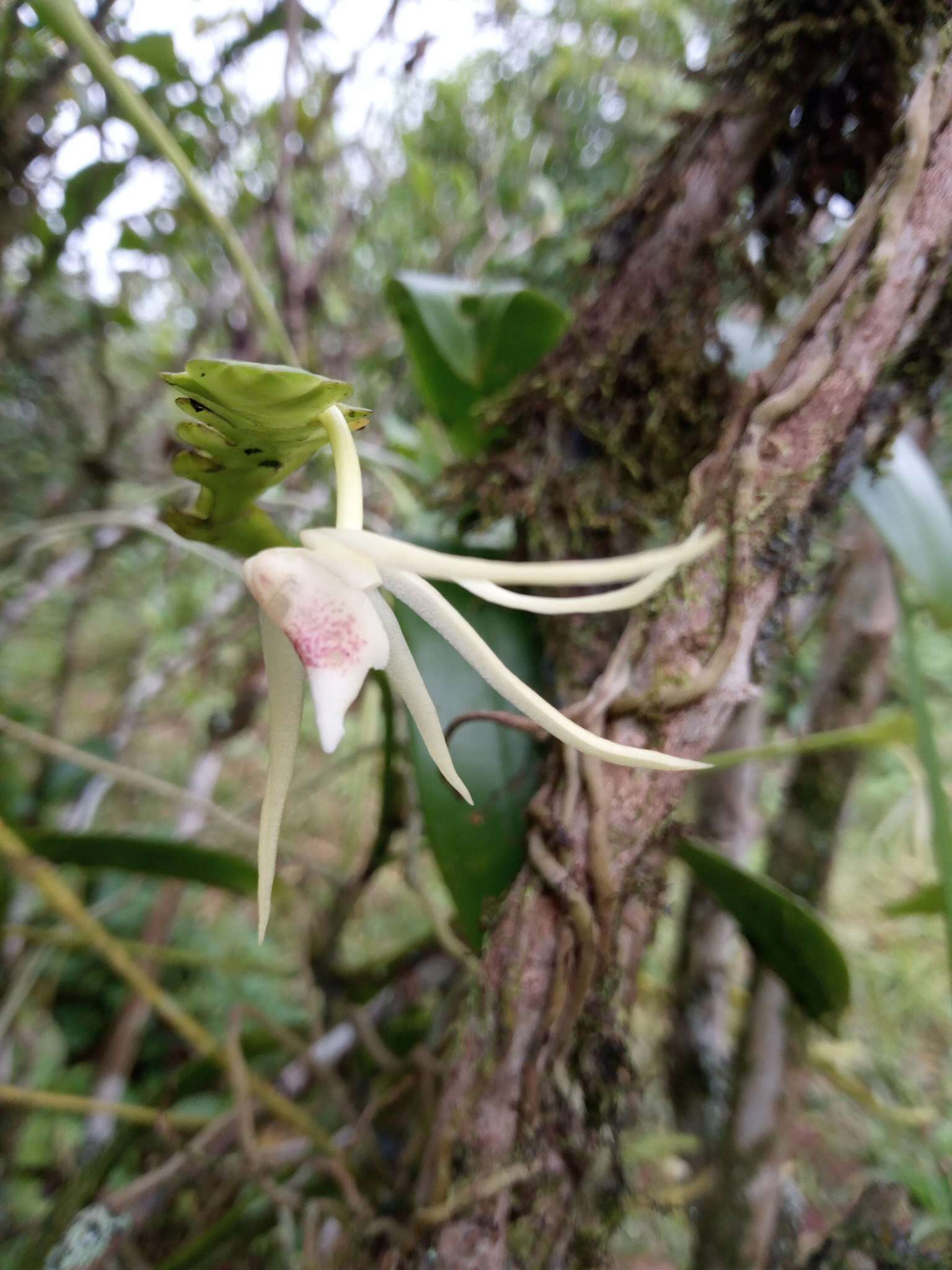 Imagem de Thrixspermum platystachys (F. M. Bailey) Schltr.