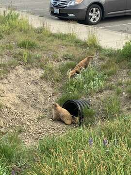 Image of Olympic Marmot