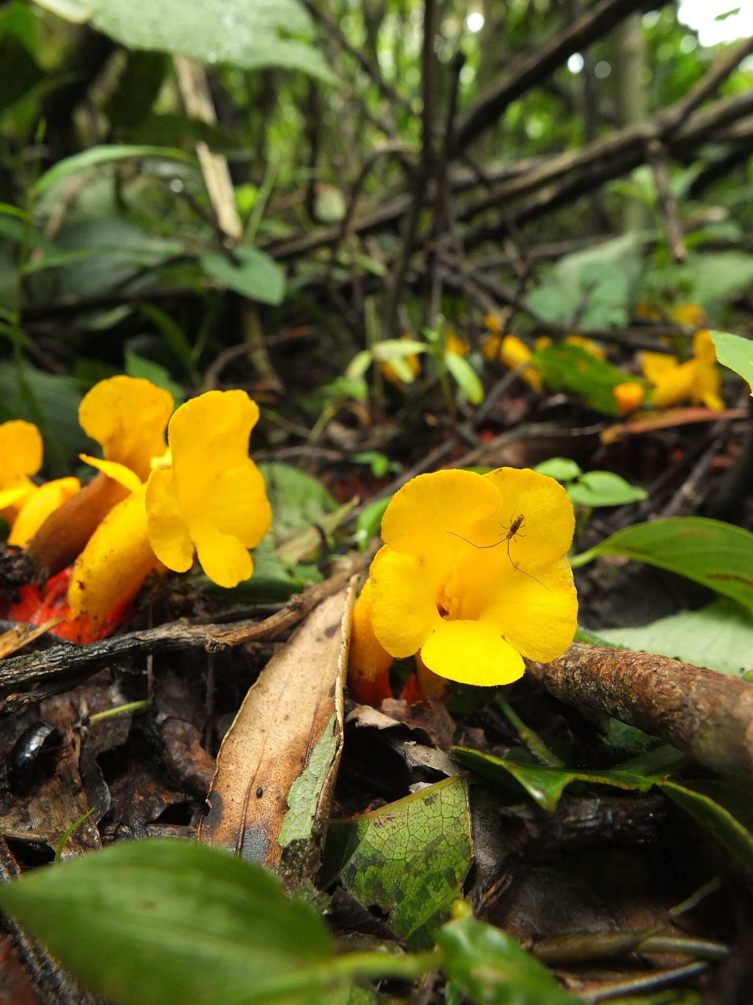 Plancia ëd Christisonia bicolor Gardn.