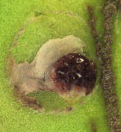 Image of Araucaria black scale