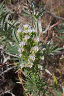 Plancia ëd Echium brevirame Sprague & Hutchinson