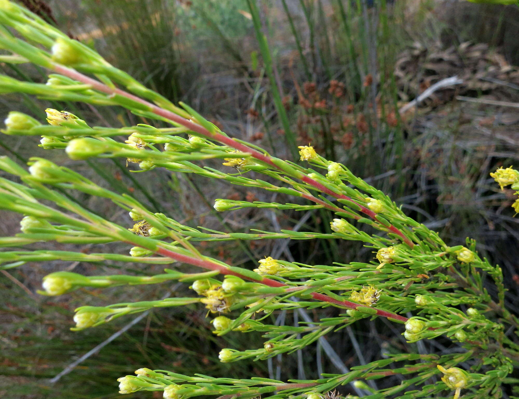 Image of Leucadendron olens I. Williams