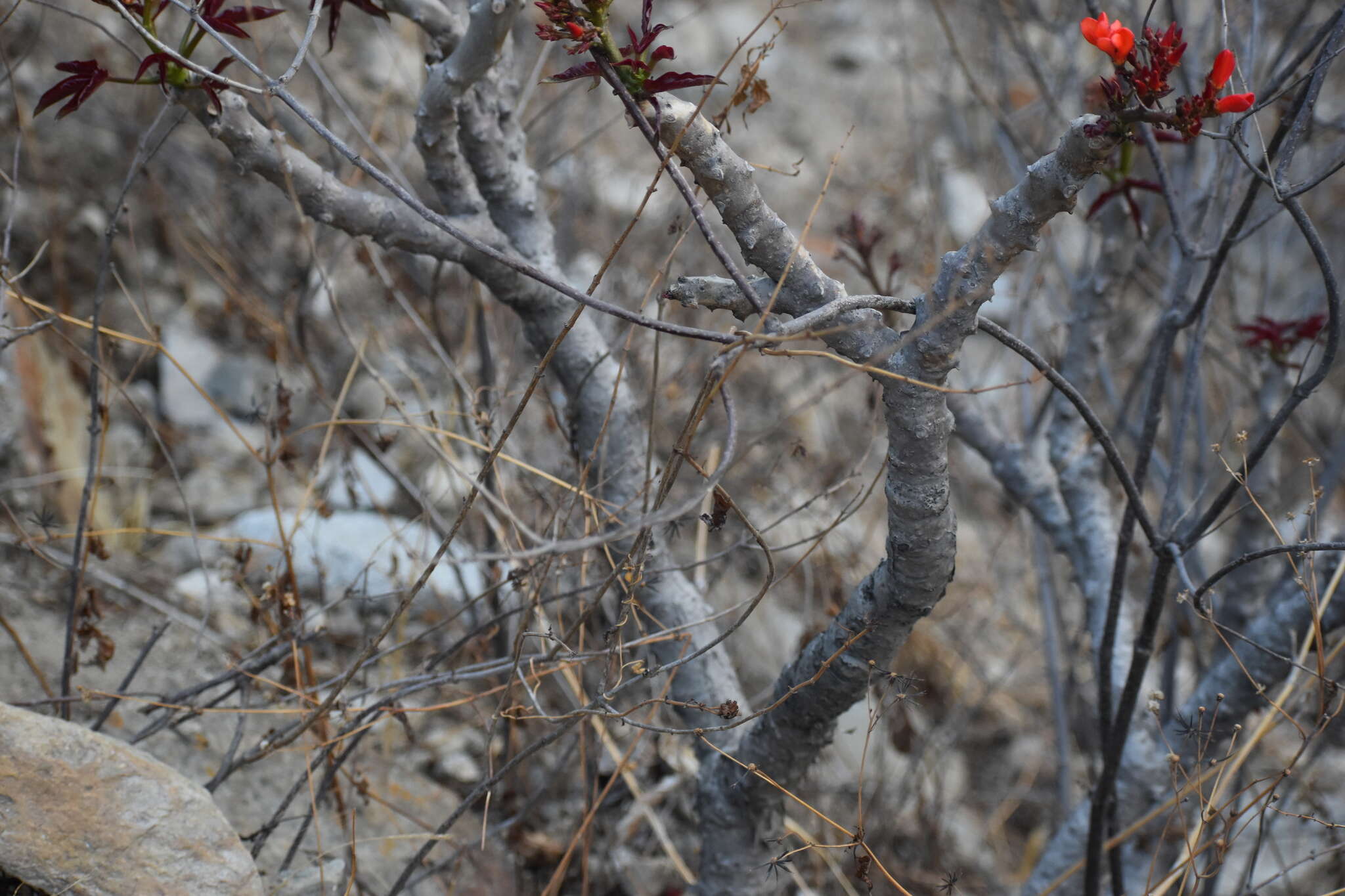 Image of Jatropha macrantha Müll. Arg.