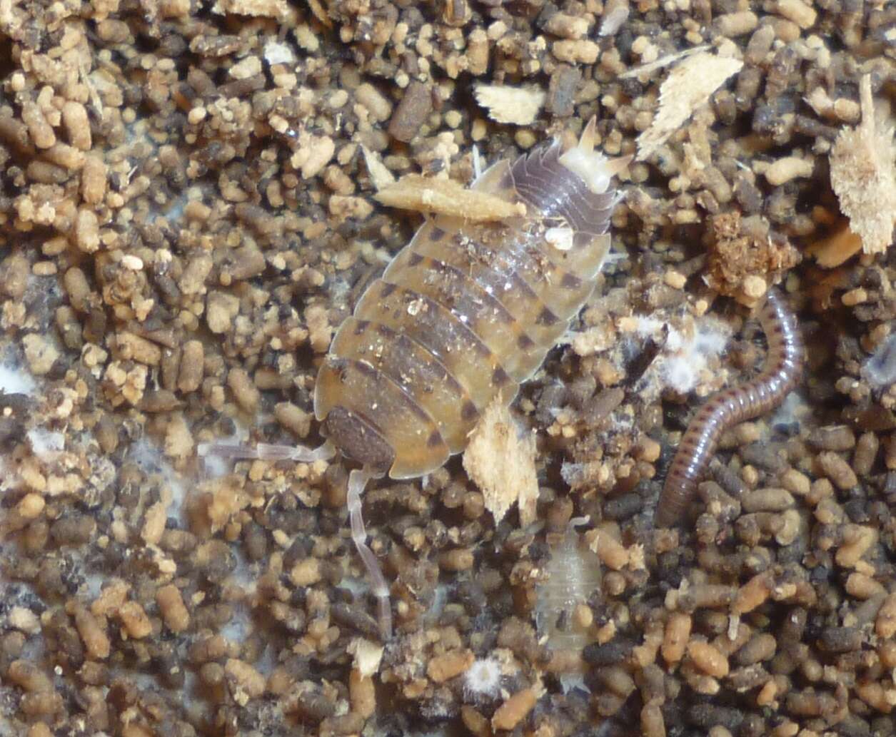 Image of Proporcellio vulcanius (Verhoeff 1908)