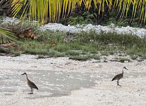 Image de Dendrocygne des Antilles