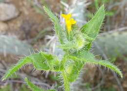 Image of Menzies' fiddleneck